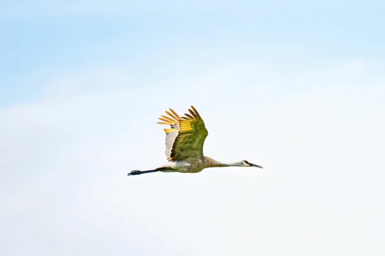More birds at risk from rising temperatures, human activity
